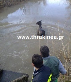 Διάσωση αλόγου από αρδευτικό κανάλι