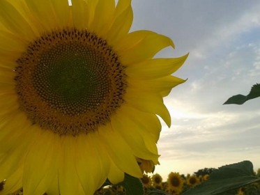 Χαμός στο Διδυμότειχο με τα ηλιοτρόπια