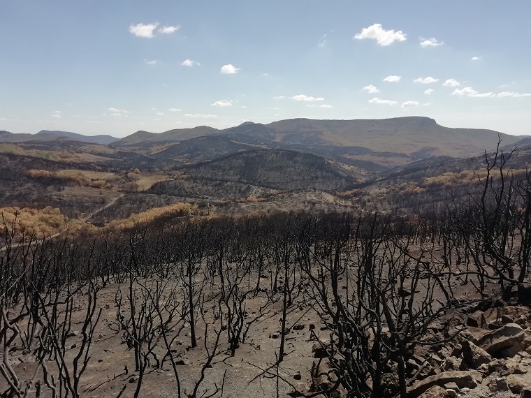 Τα συμπεράσματα του WWF για την πυρκαγιά της Δαδιάς και την επόμενη ημέρα